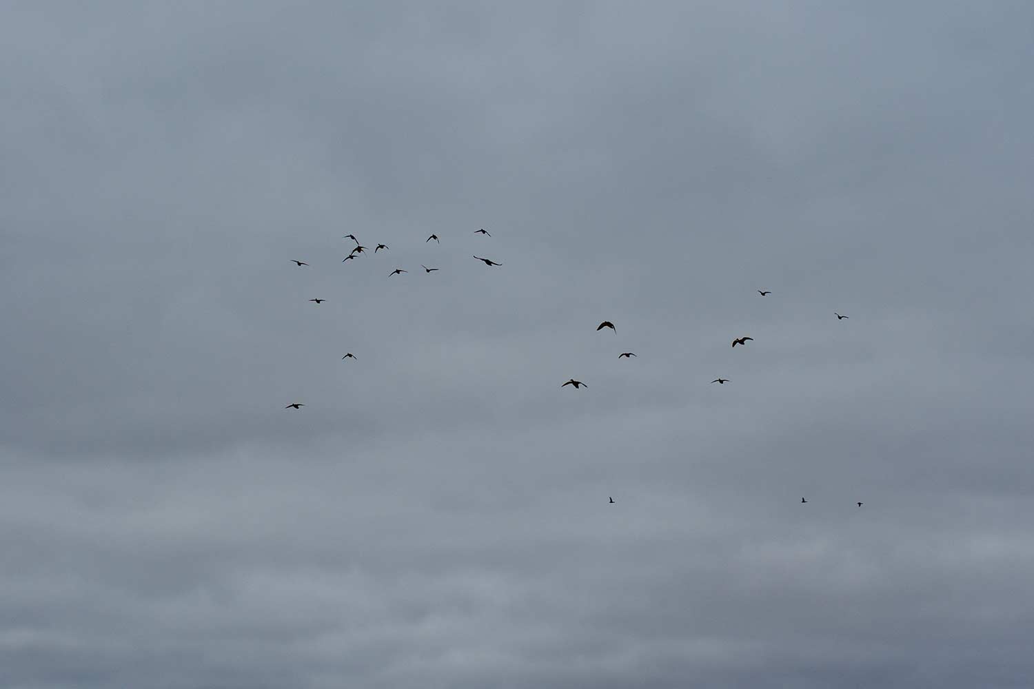 a flock of ducks flying in an overcast sky.