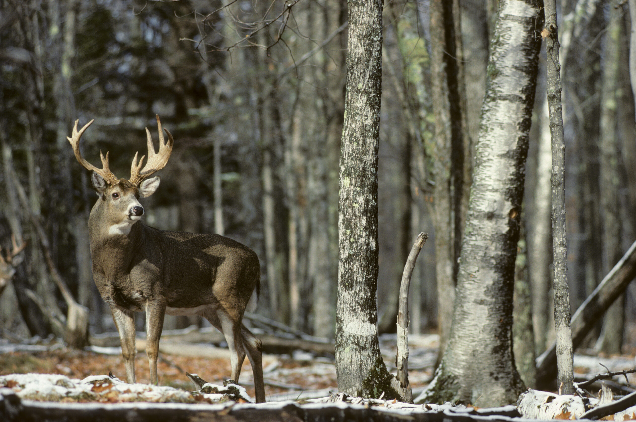 F49KTP Whitetail Deer buck standing near the edge of a forest during rut. Wisconsin