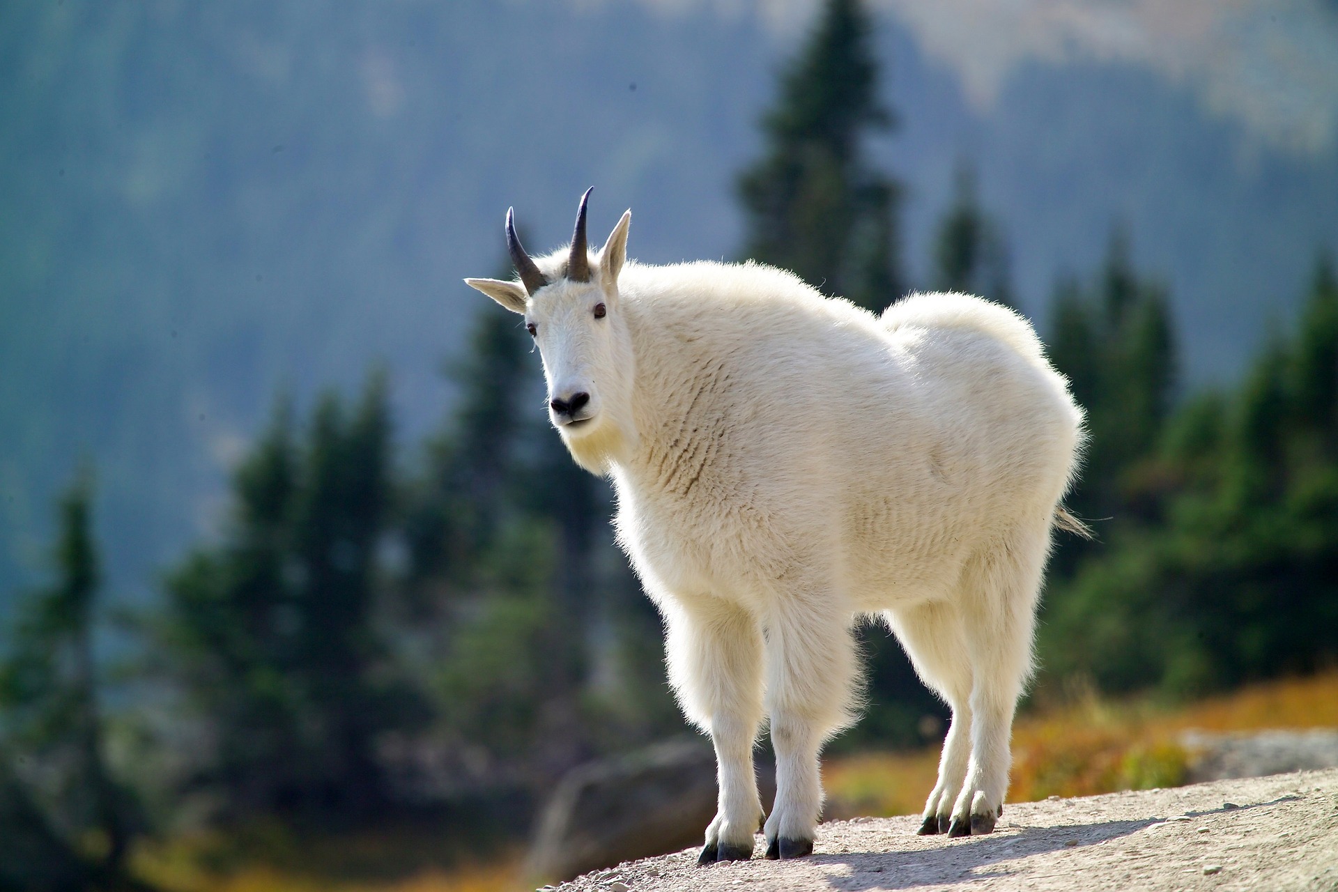 Grand Teton Mountain Goat