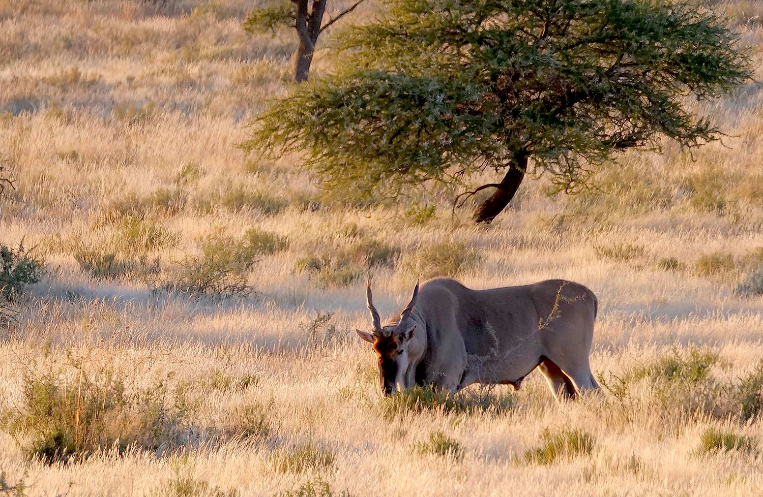 An old eland bull in Africa.