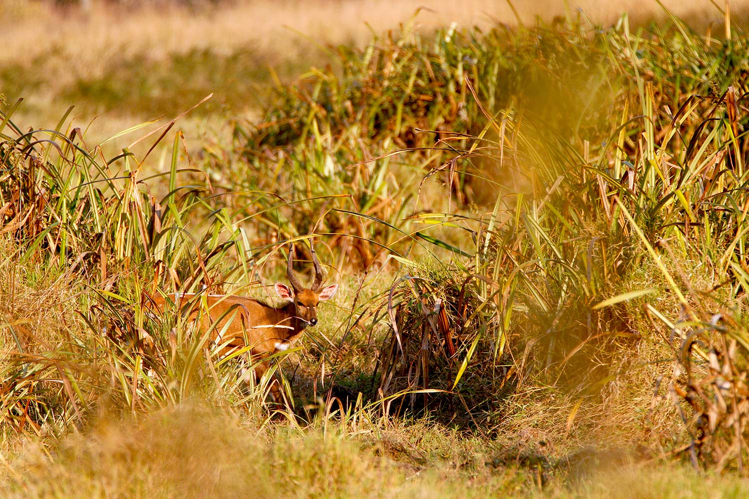 An antelope grazing through tall grass in Africa.