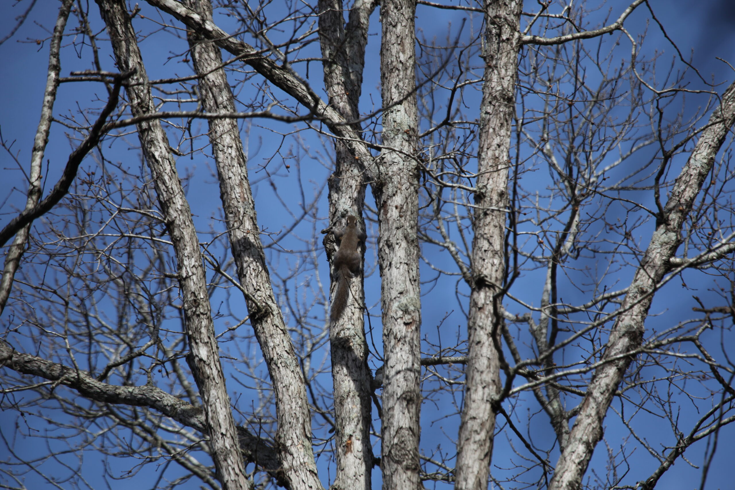 Squirrel in a tree with no leaves.