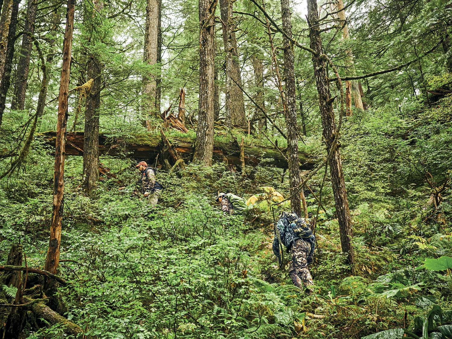 hiking-tongass-national-forest.jpg