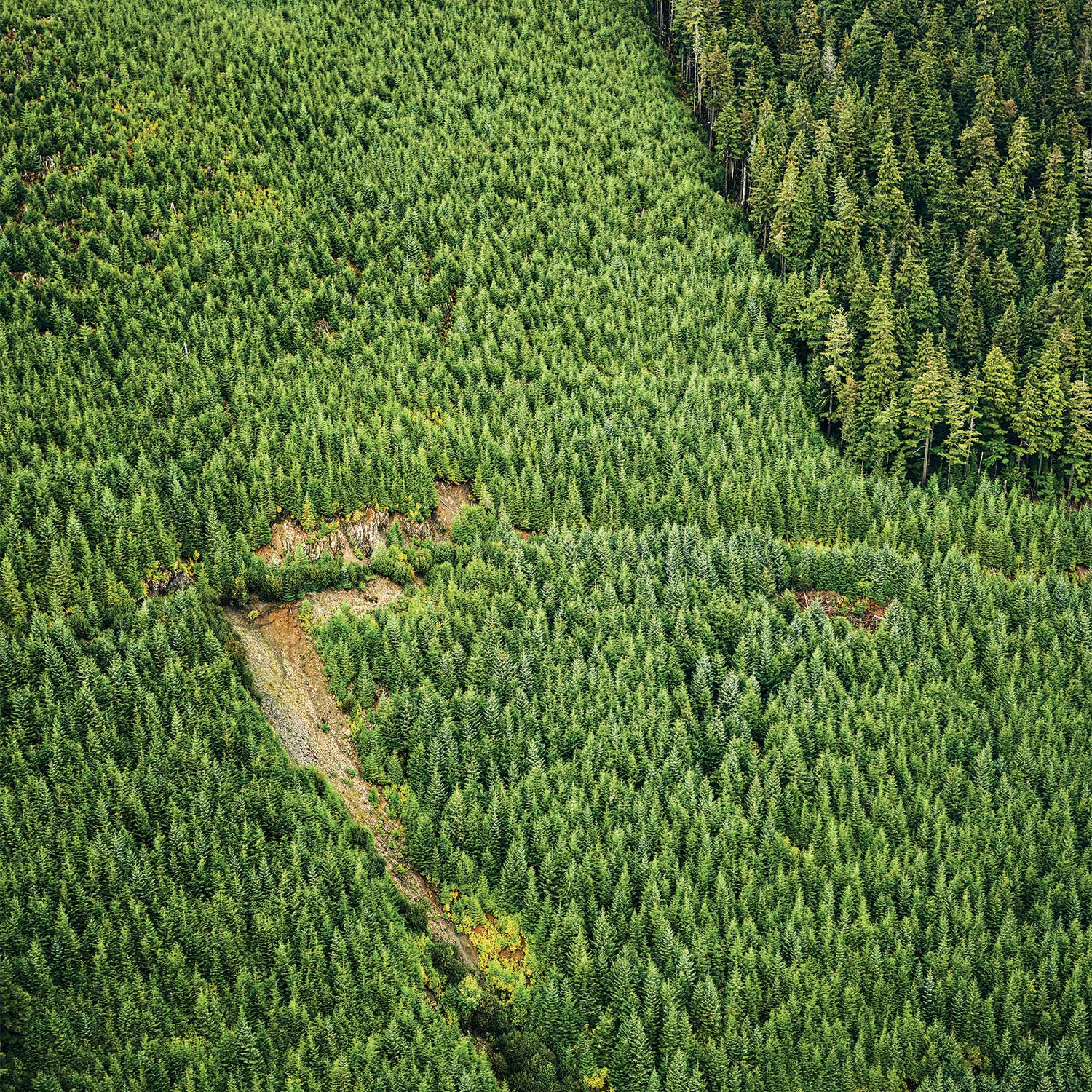 A stand of coniferous forest growth in Tongass National Forest.