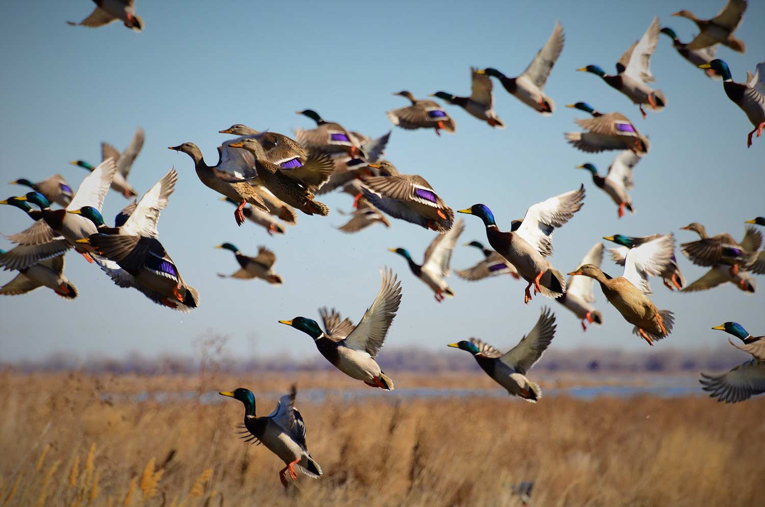 A flock of ducks taking flight.
