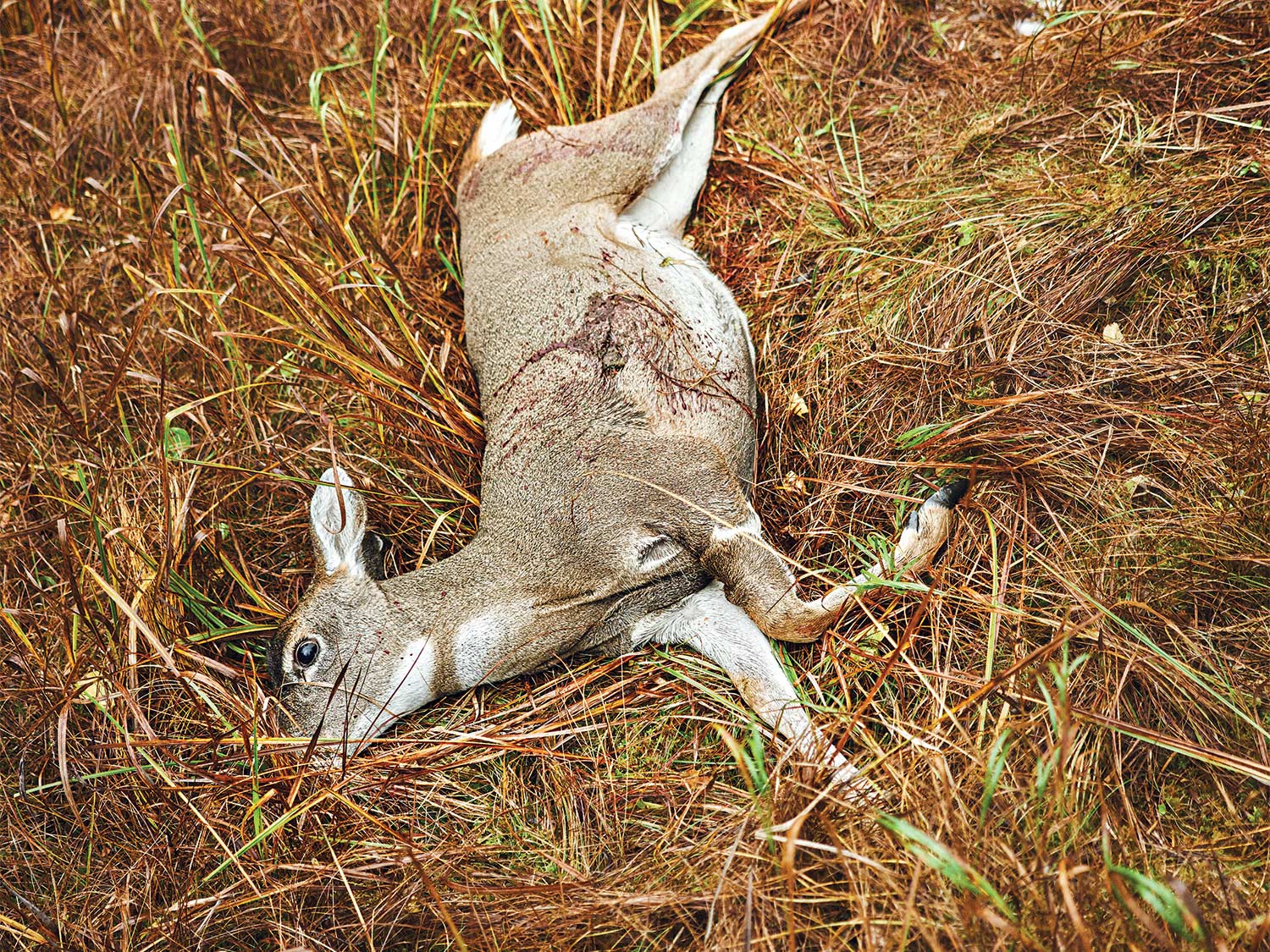 A blacktail deer down in Tongass National Forest.