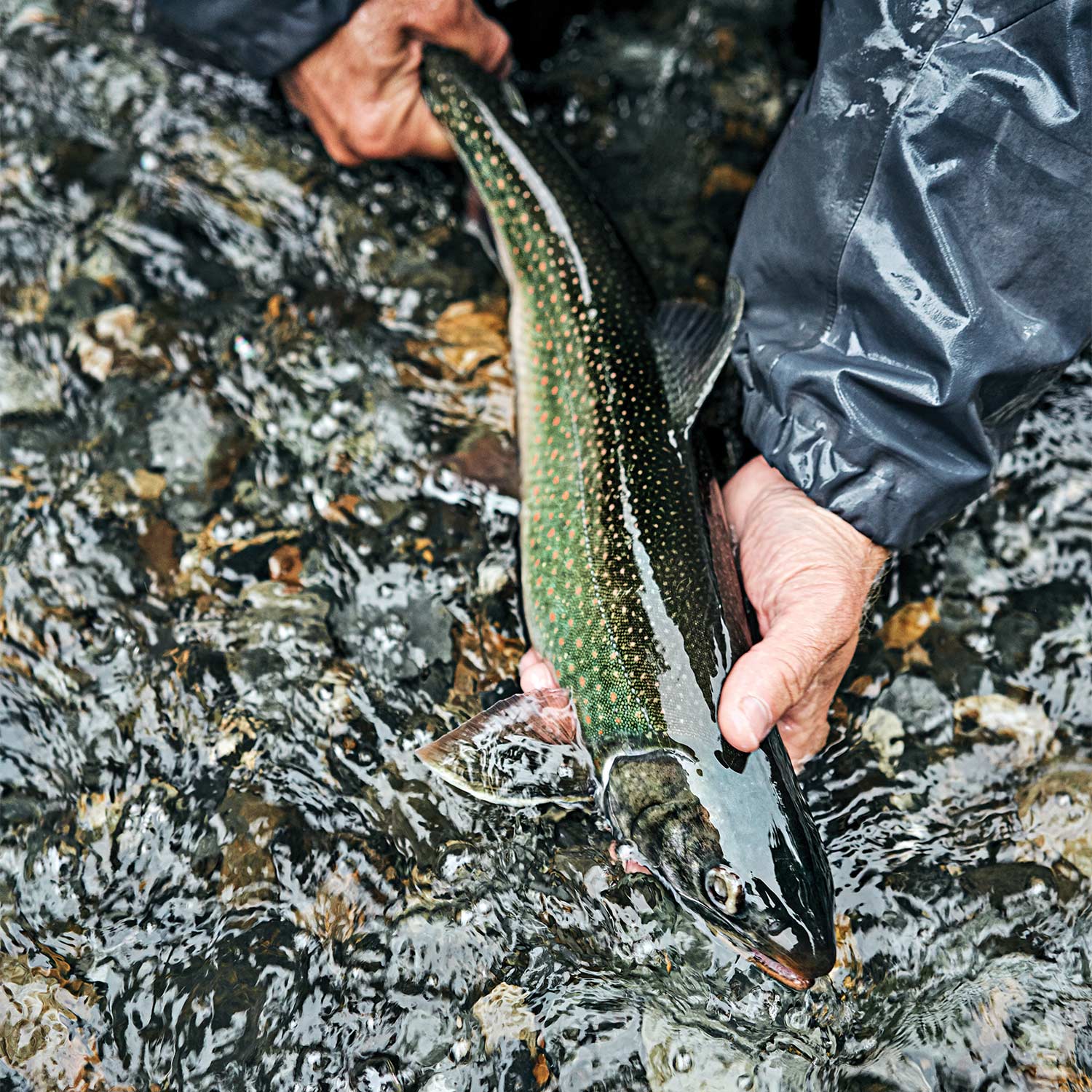 Releasing a dolly fish in the Tongass National Forest.