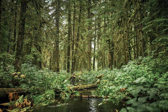 The Tongass National Forest Is a Wilderness on the Chopping Block