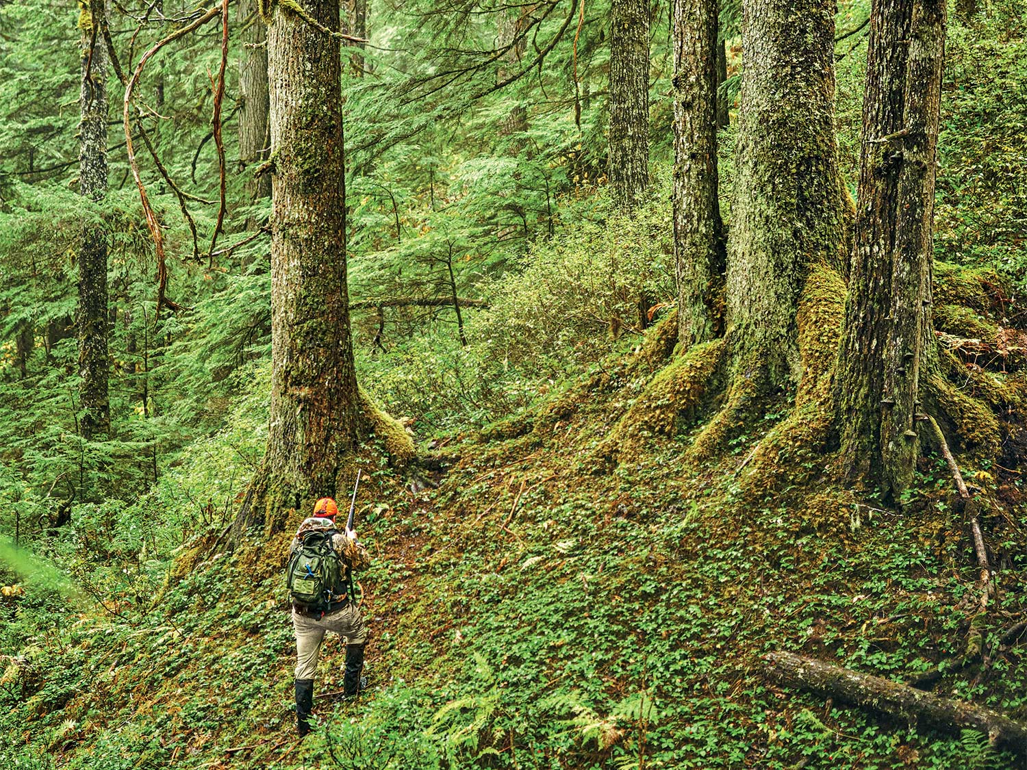 A person hiking through the Tongass National Forest.