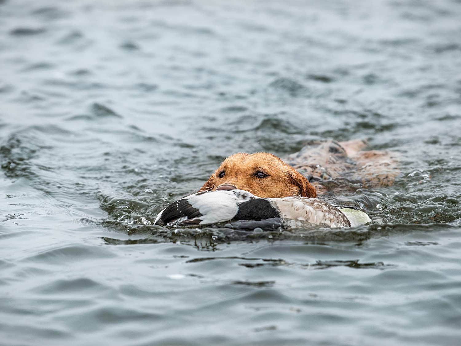 A hunting dog retrieving an eider sea duck.