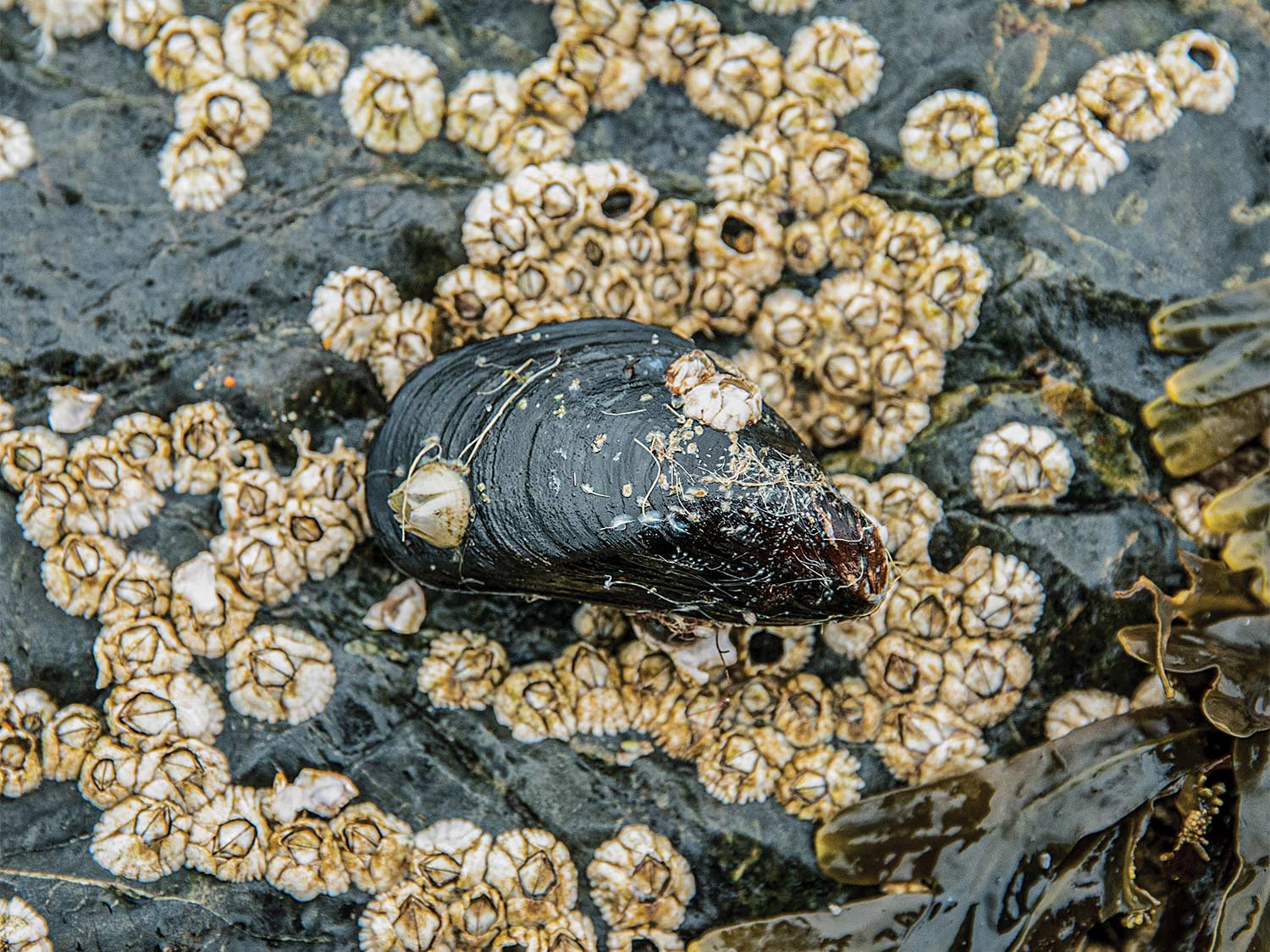 mussels and barnacles on sea rocks.