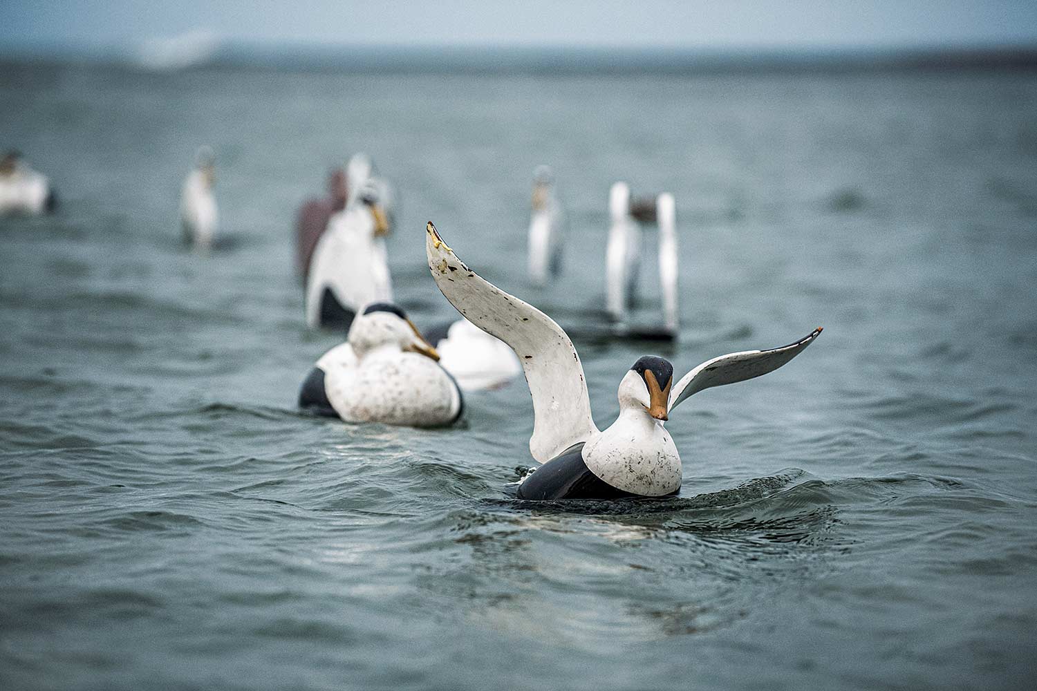 Traditional sea duck decoys in the water.