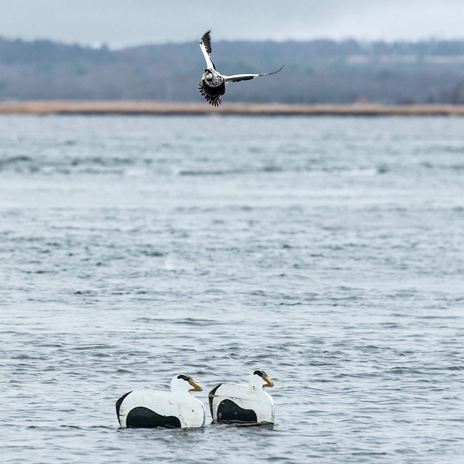 An eider sea duck flying into a decoy spread.