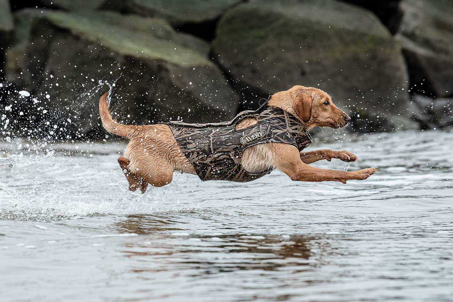 A hunting dog in vest jumping into New England Atlantic surf