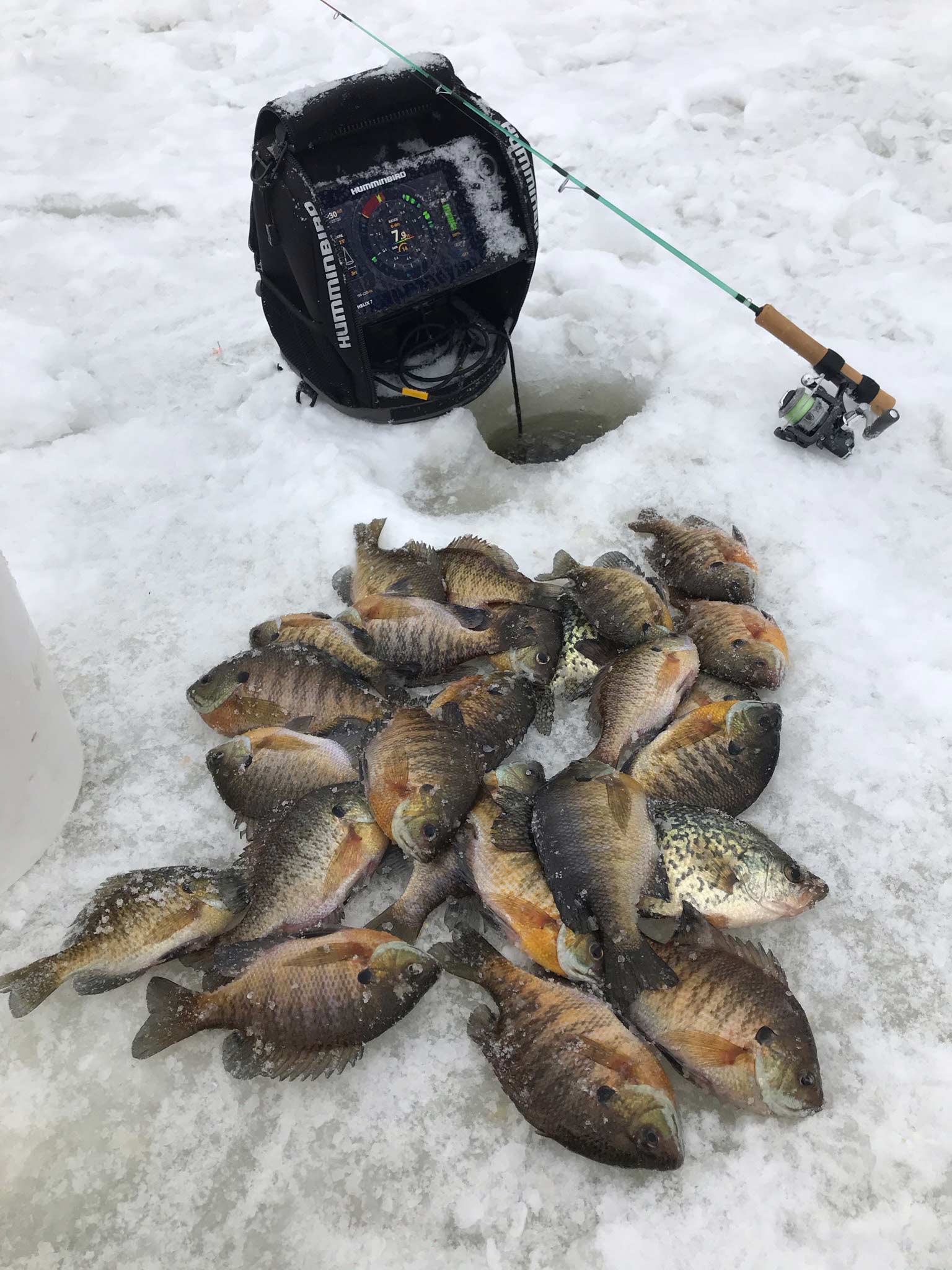 A haul of panfish on ice.