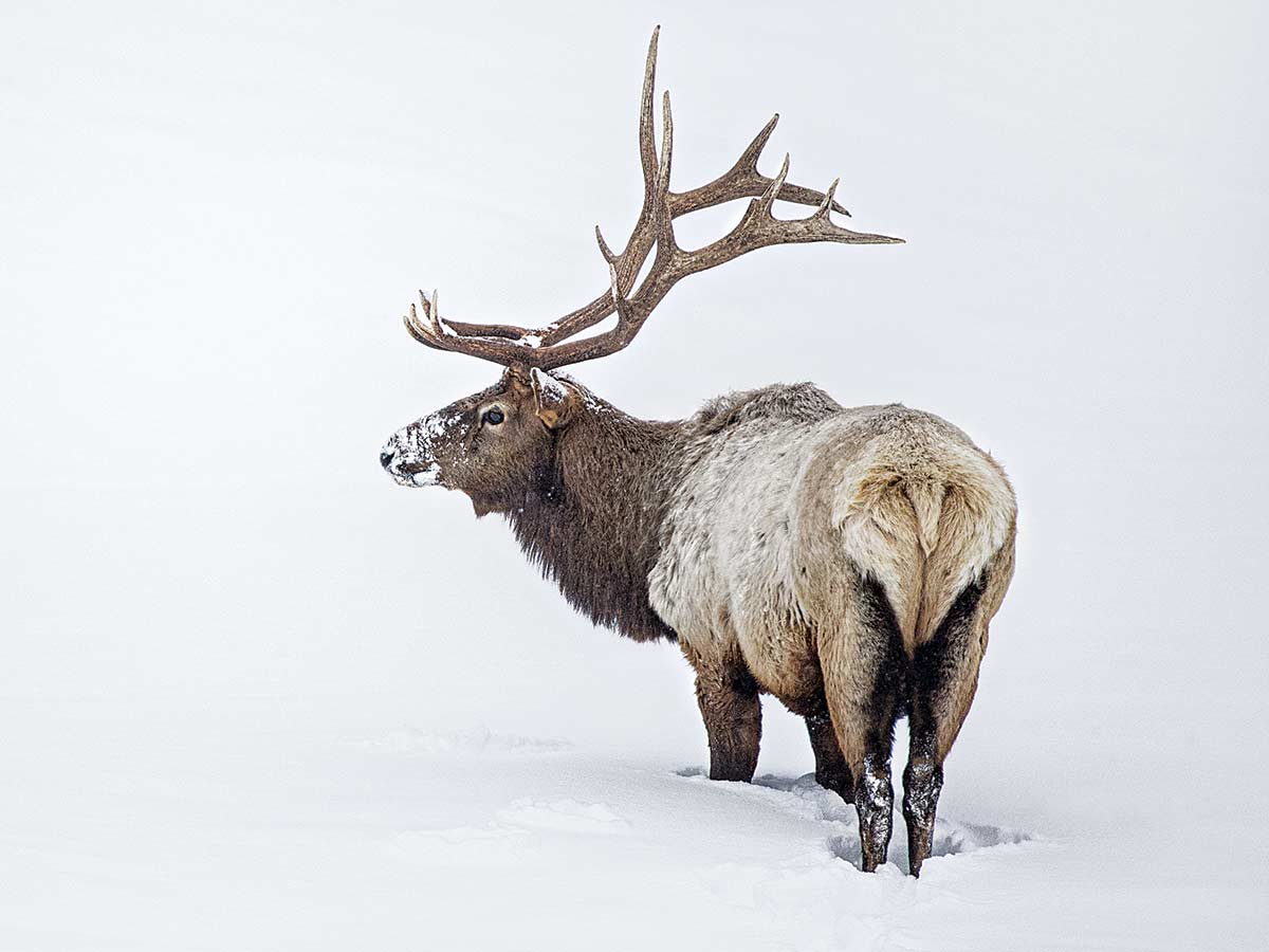 An elk standing in the snow.