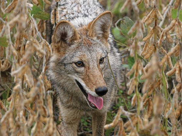 Q&A With an Expert Farm-Country Coyote Hunter