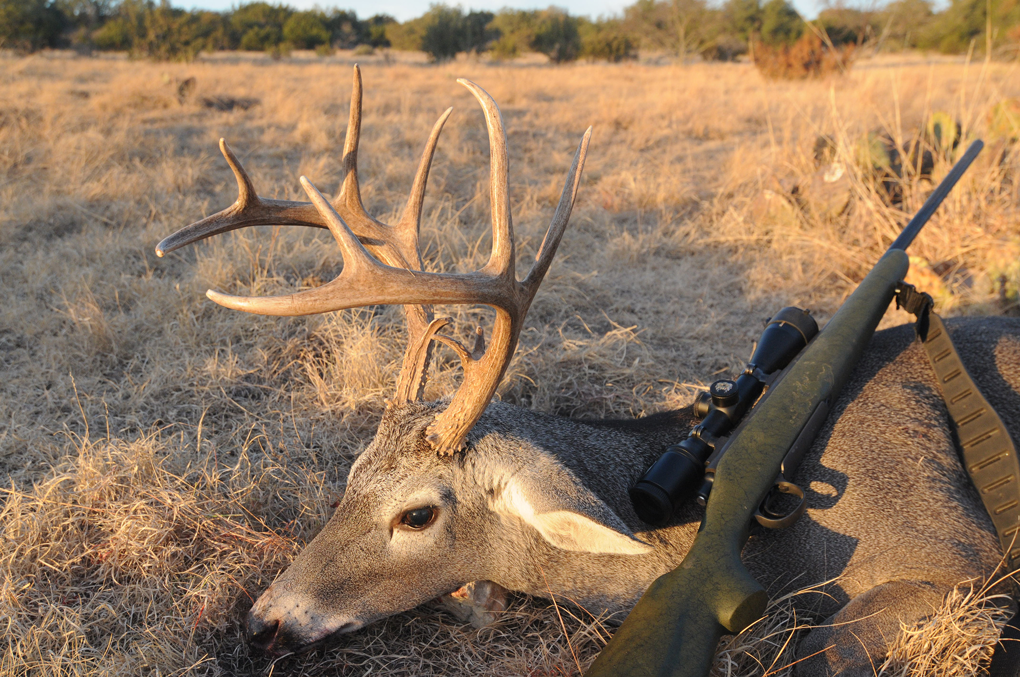 The author took this Texas buck with a Nikon riflescope.