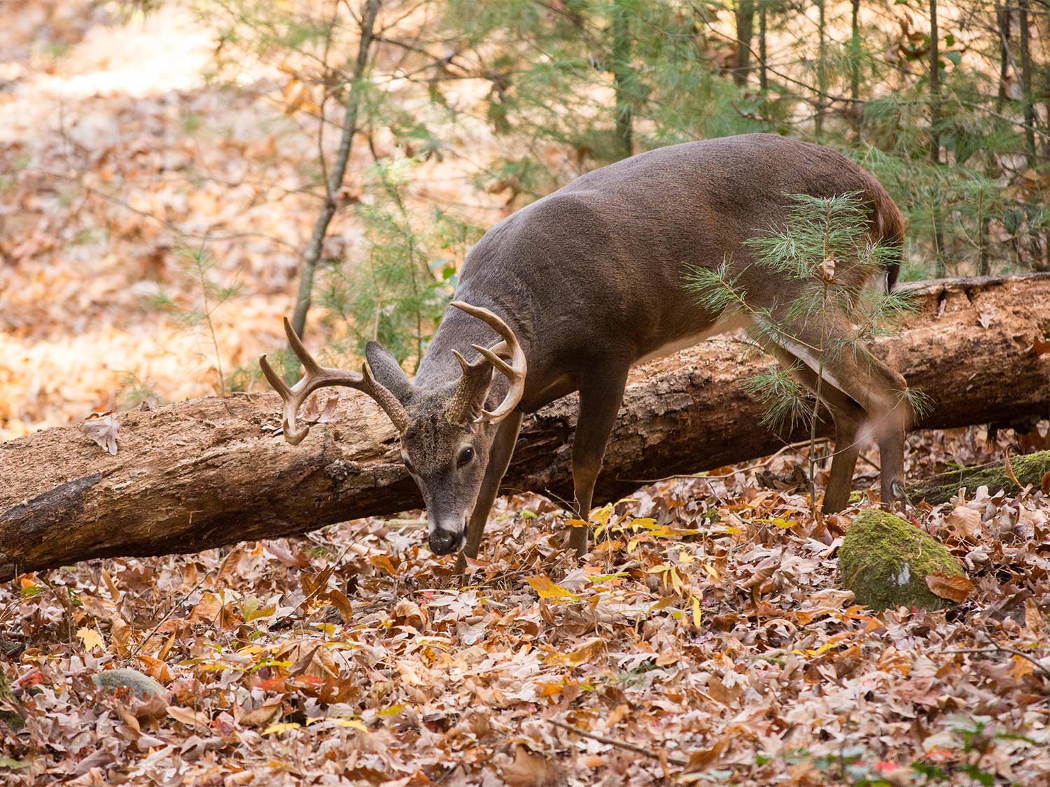 Large whitetailed deer buck grazing in the woods in Tennessee