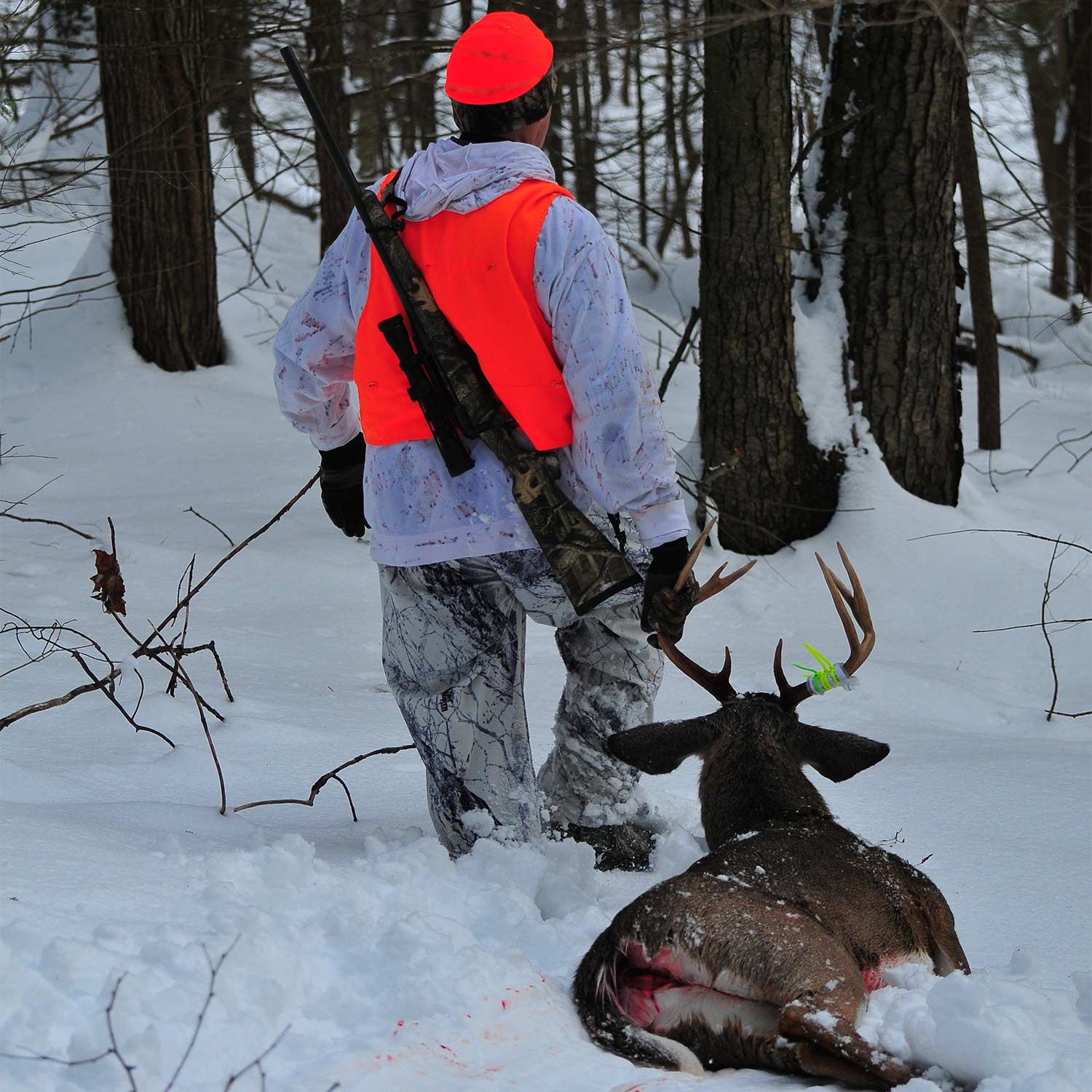 George Hamilton drags out a solid late-season buck he took by avoiding pressure from other hunters