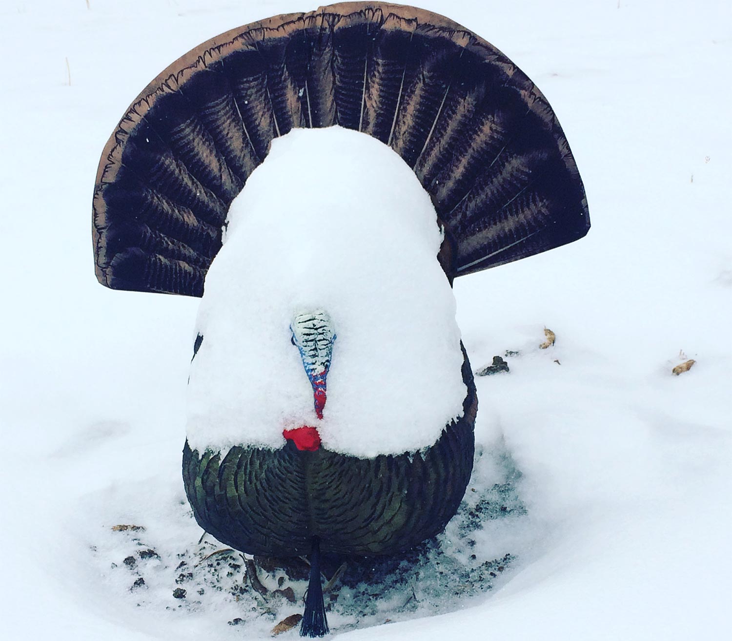 A turkey decoy covered in snow.