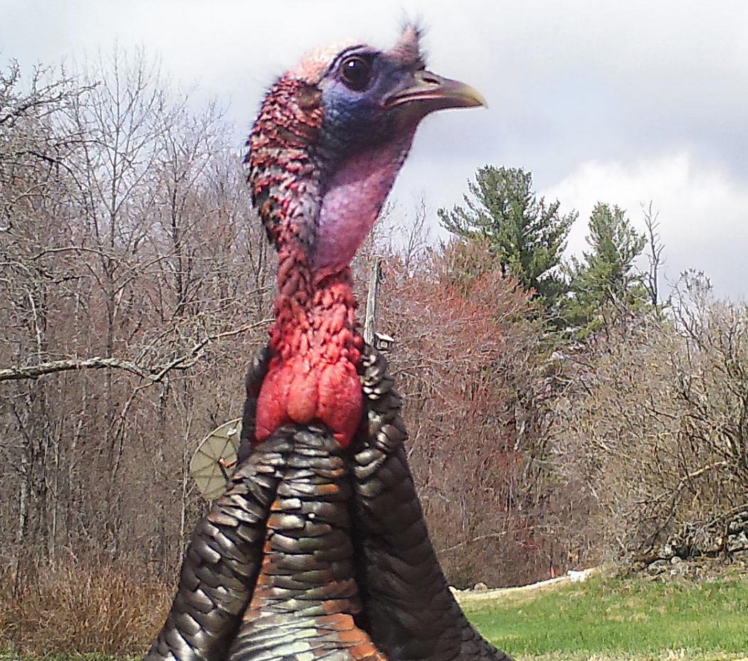 Closeup detail of a turkey.