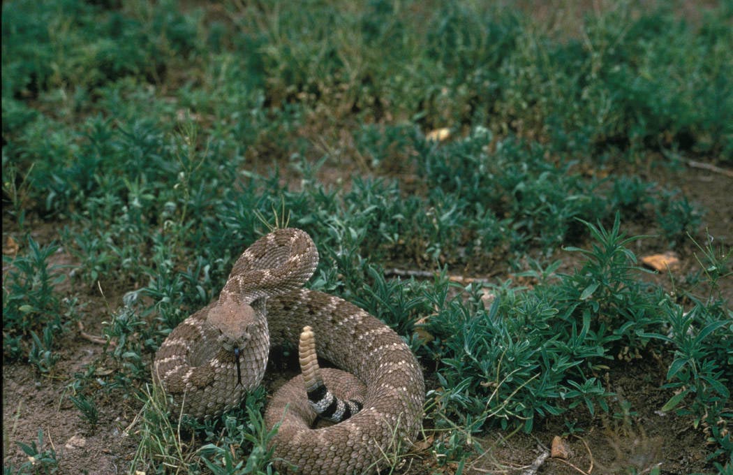 A western diamondback rattlesnake.