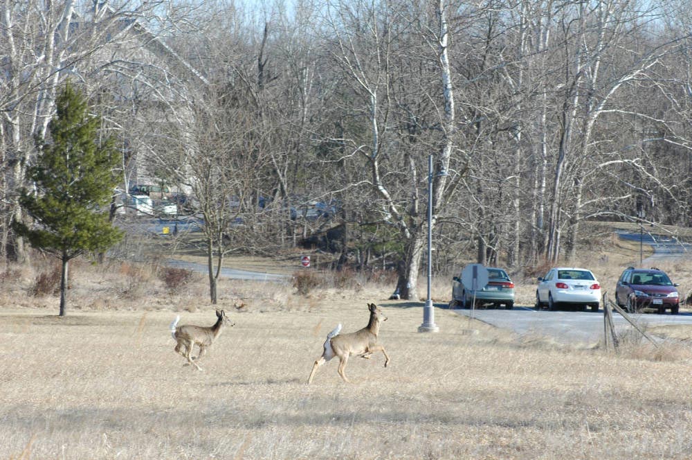 Deer running through a field.
