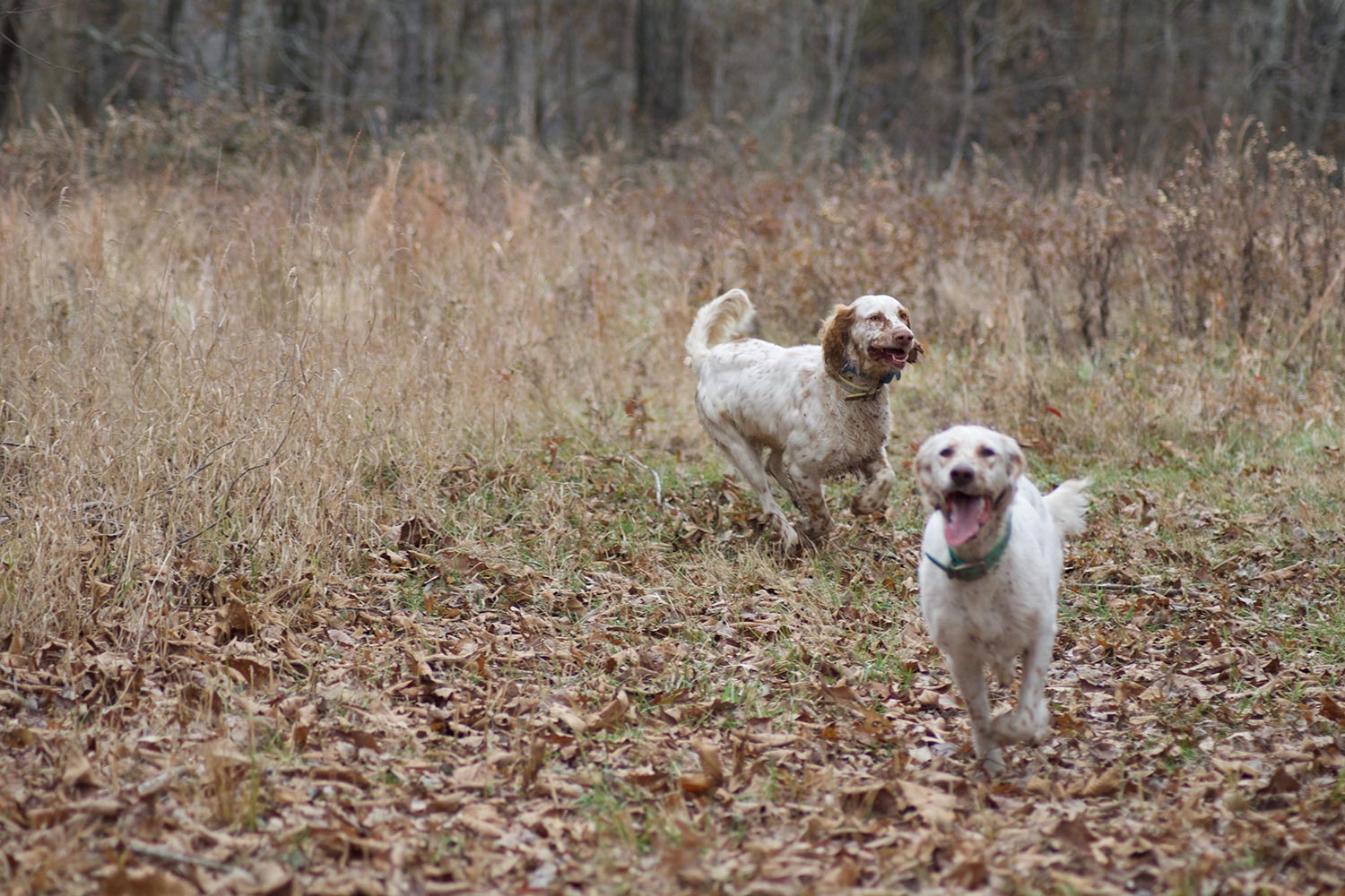 Two seasoned hunting dogs.