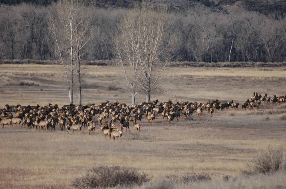 A herd of elk in a field.
