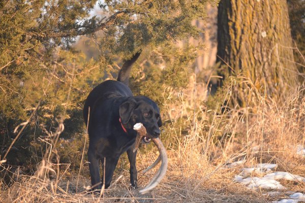 7 Myths About Shed Hunting Dogs