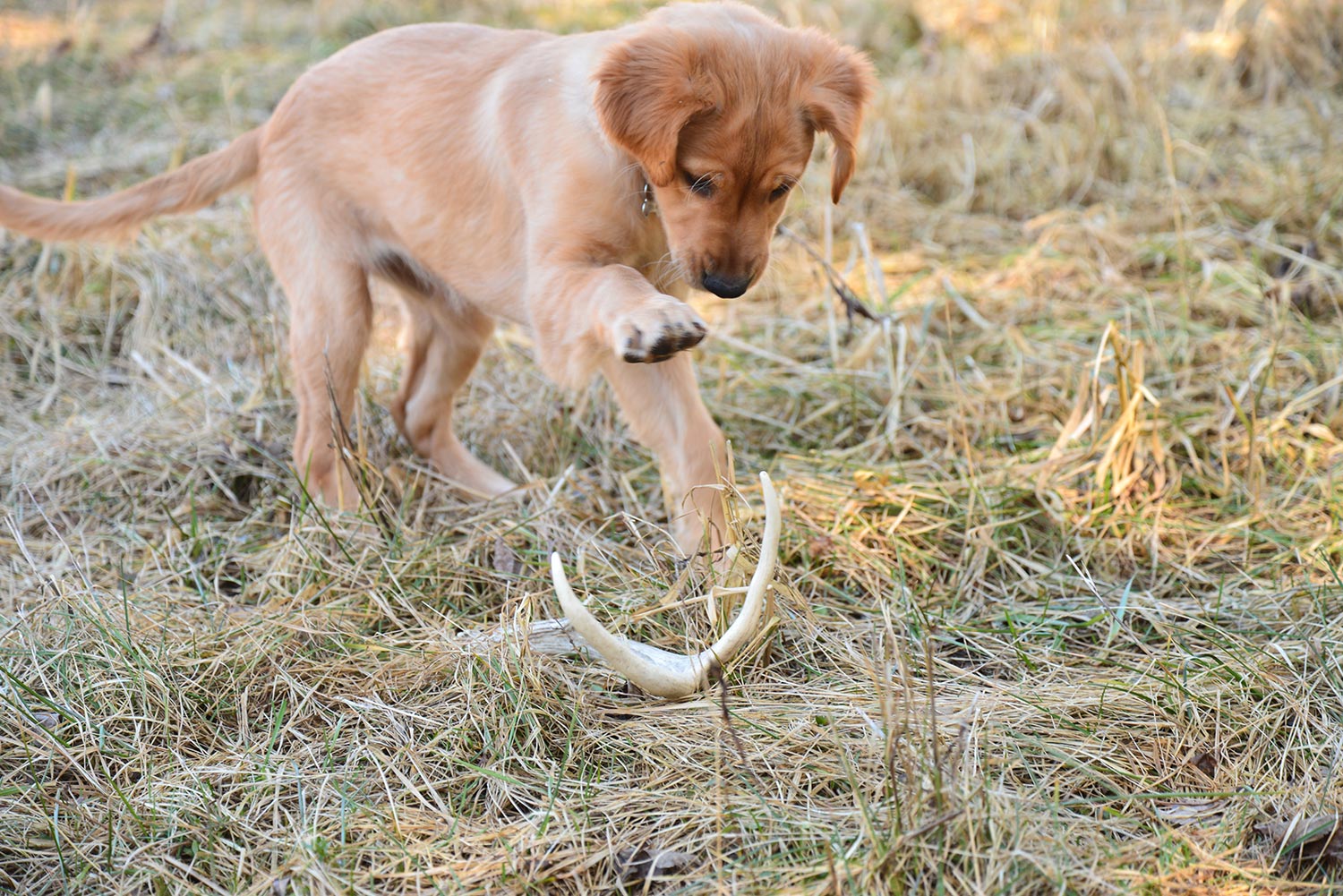 Young hunting dog playing with deer antler.
