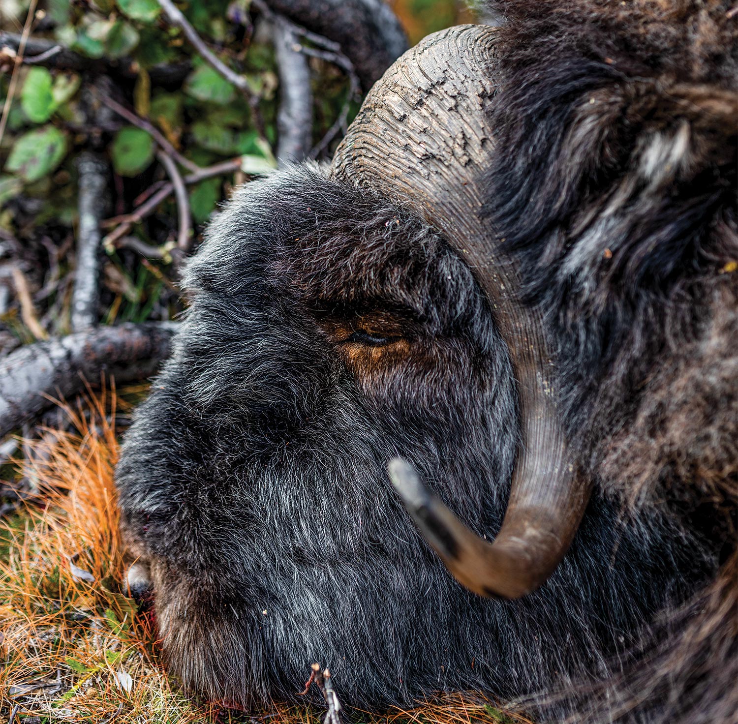 The curving horn of a musk ox.