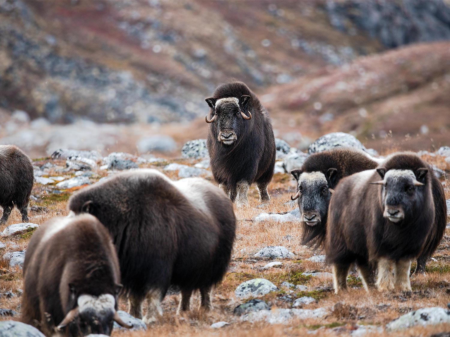 A musk ox bull in a herd of oxen.