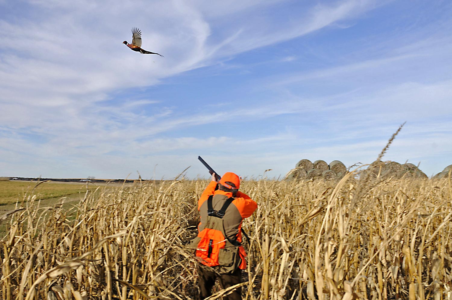 Hunter aiming a shotgun in a field.