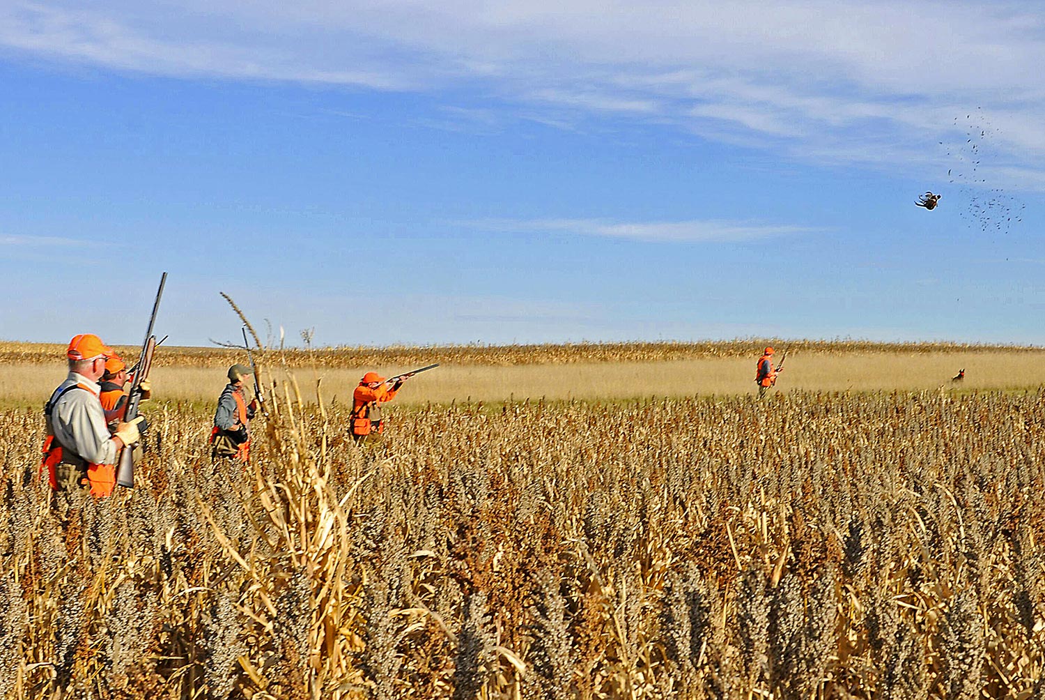 Hunters in a field pheasant hunting.