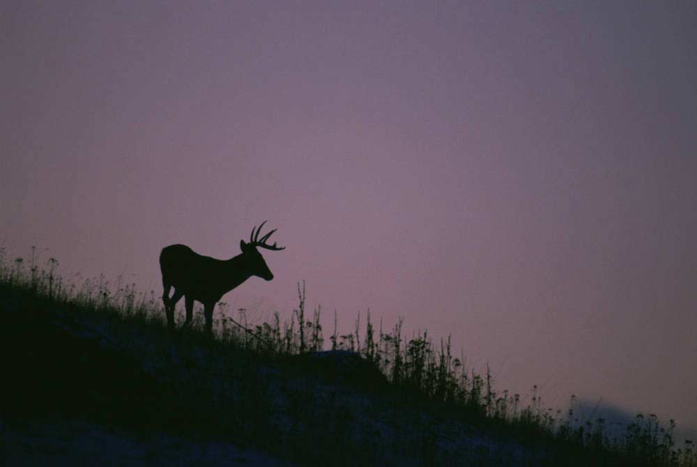 Silhouette of a deer against a night sky.
