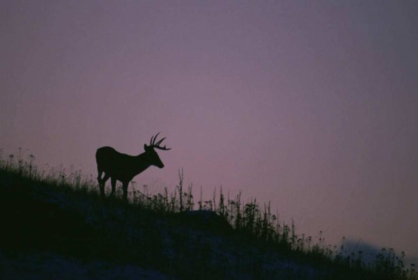 Cutting-Edge Test is Able to Detect Chronic Wasting Disease in Live Deer