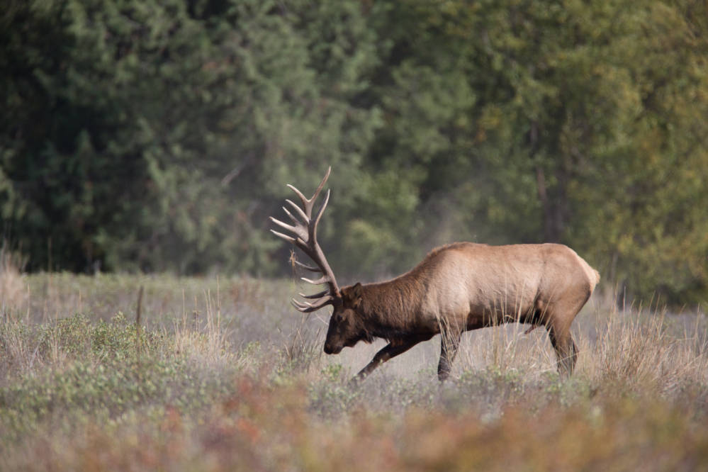 A large Montanan elk in a field.