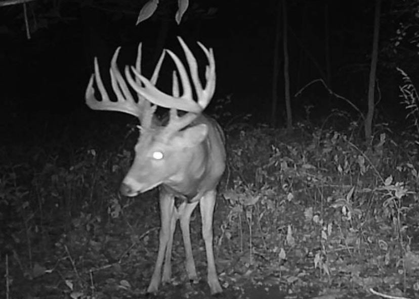 A nontypical whitetail buck photo on a trail cam.