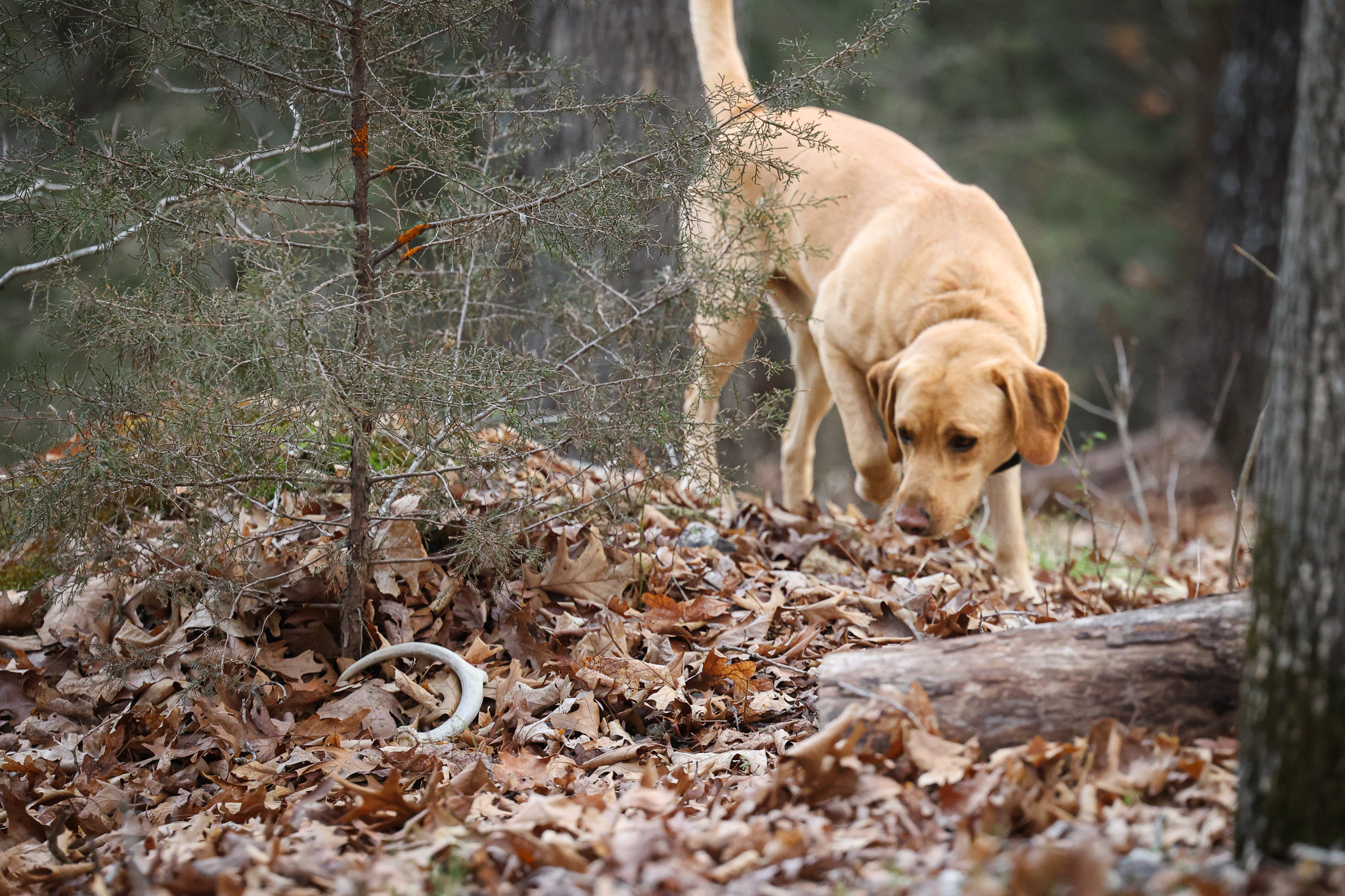 A shed hunting dog locates a planted antler.