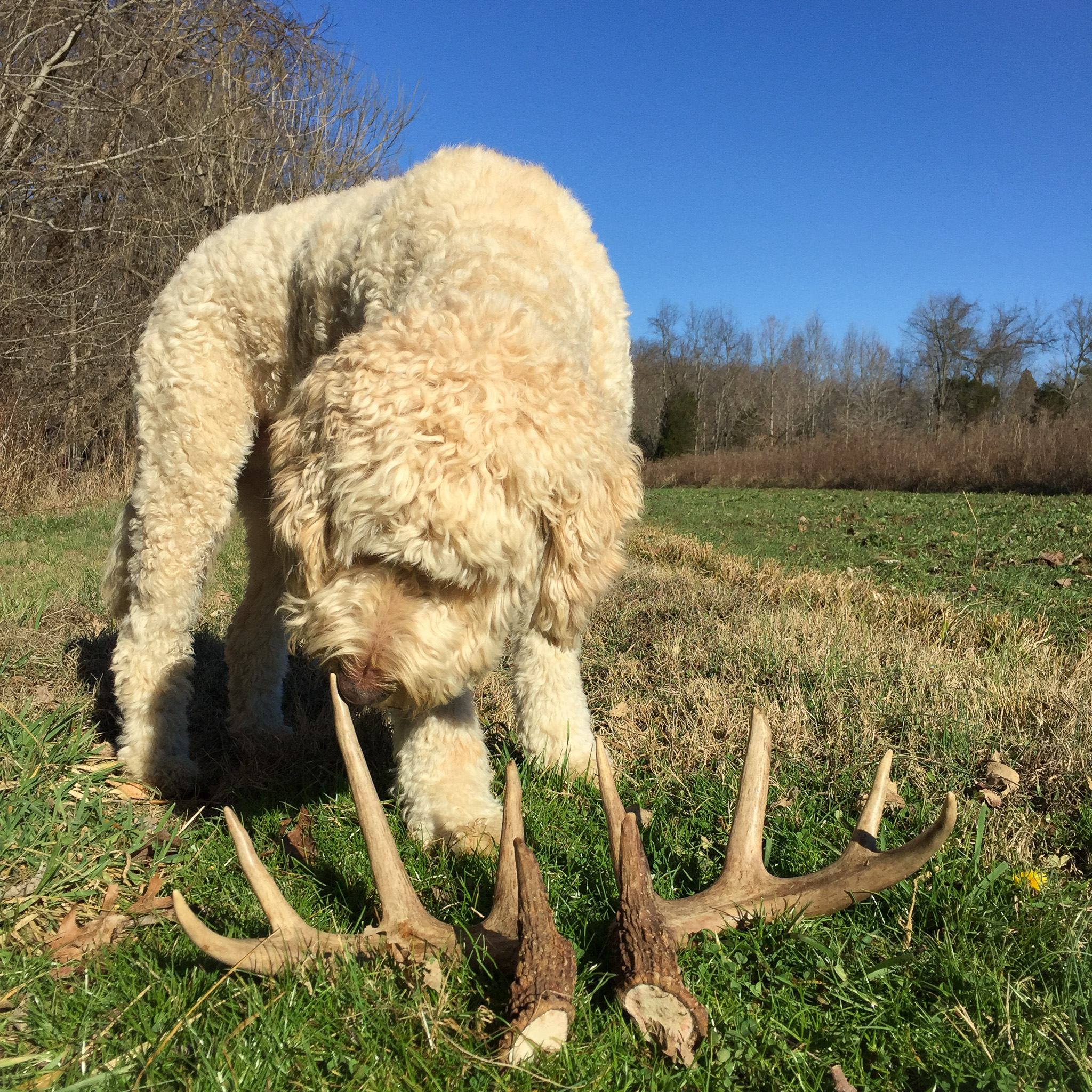 A golden doodle shed hunter with a nice matching set of antlers.