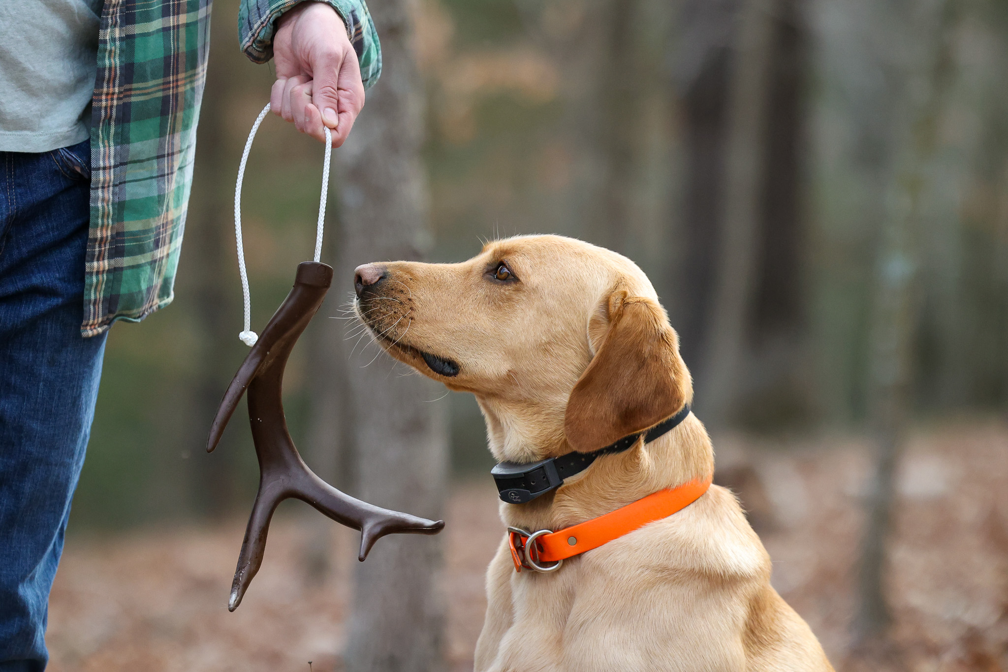 A shed hunting dog eyes a soft antler dummy.