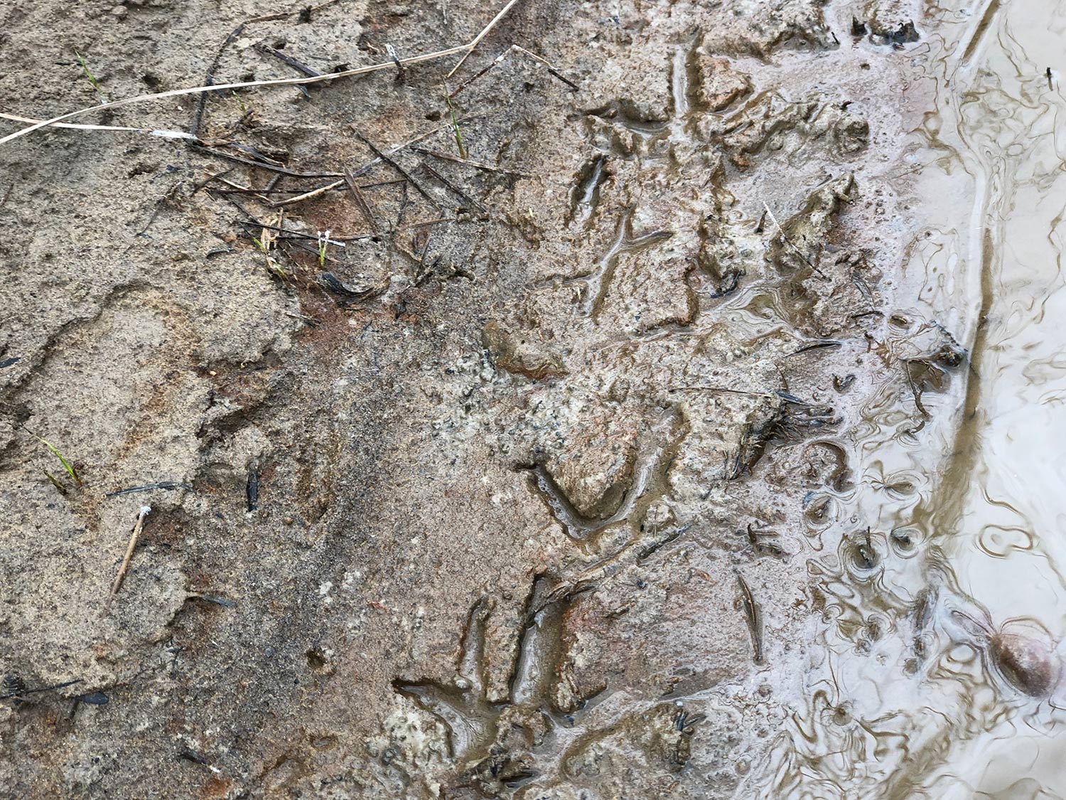 Turkey tracks in the mud.