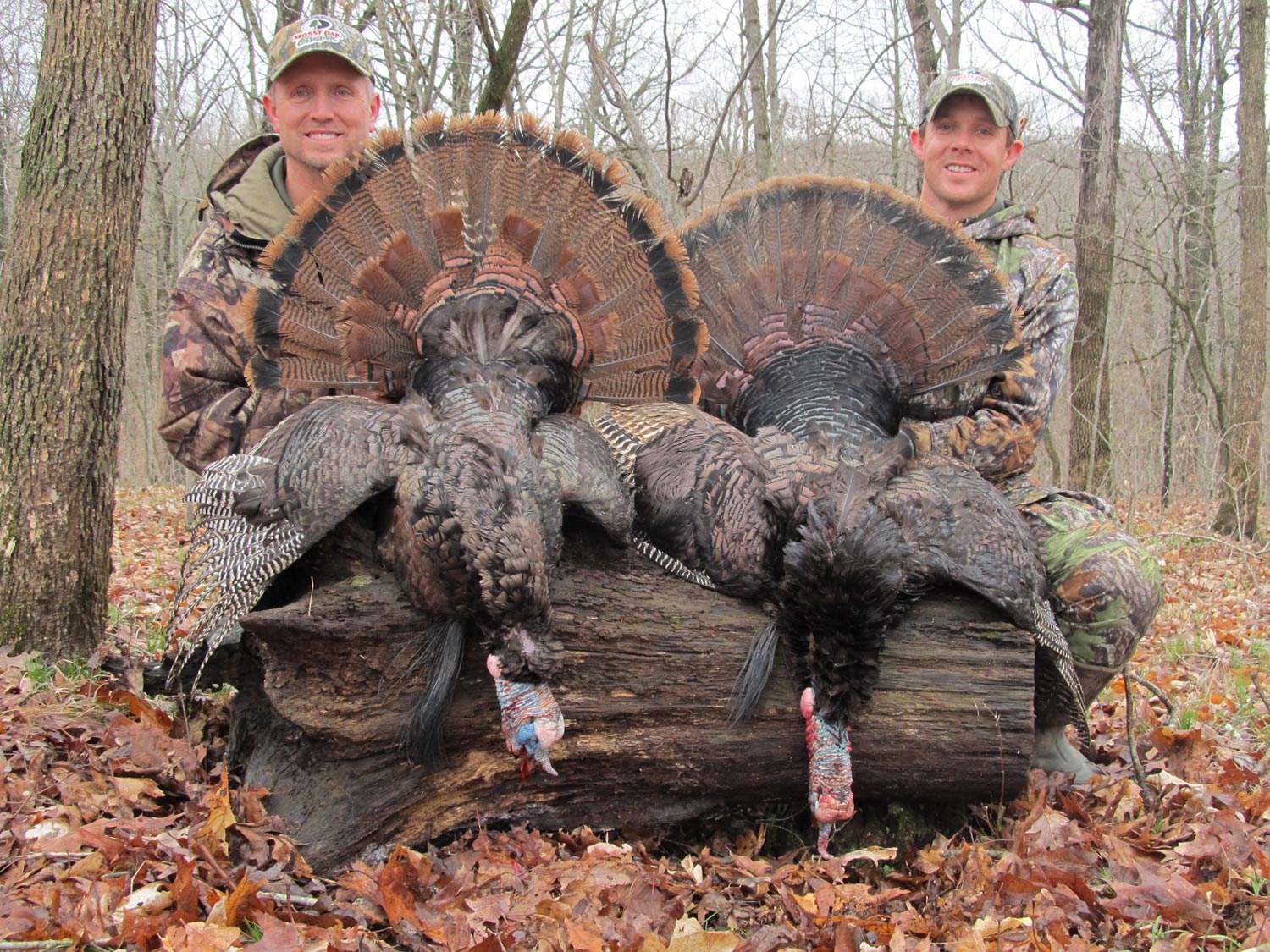 Two hunters with two Missouri turkeys