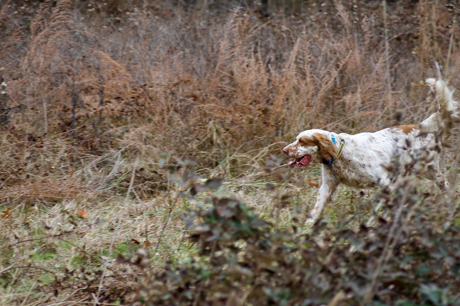 Hunting dog in the woods.