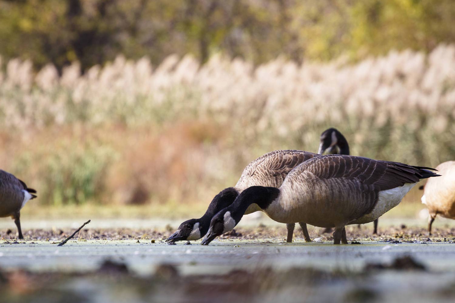 Canada Geese in a marsh.