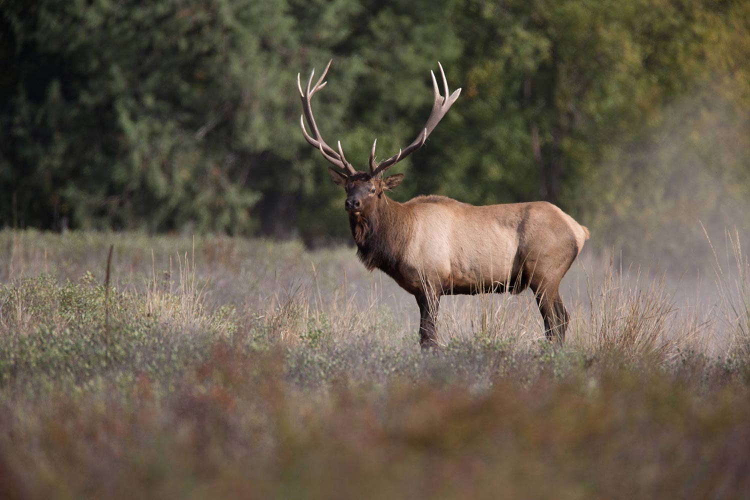 Pike National Forest large elk.