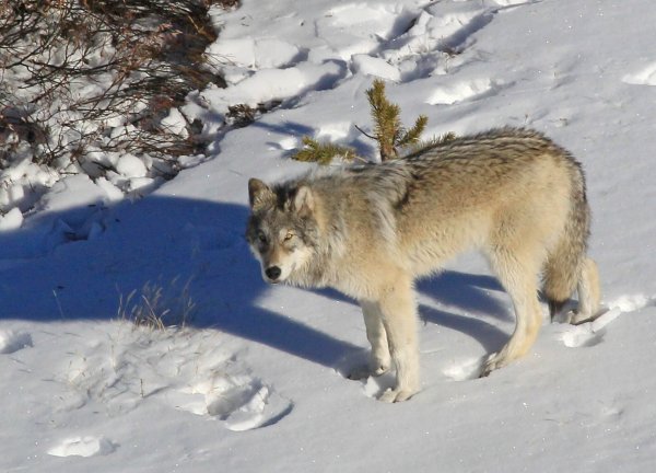 Finding a Middle Ground on Wolves and Wolf Management