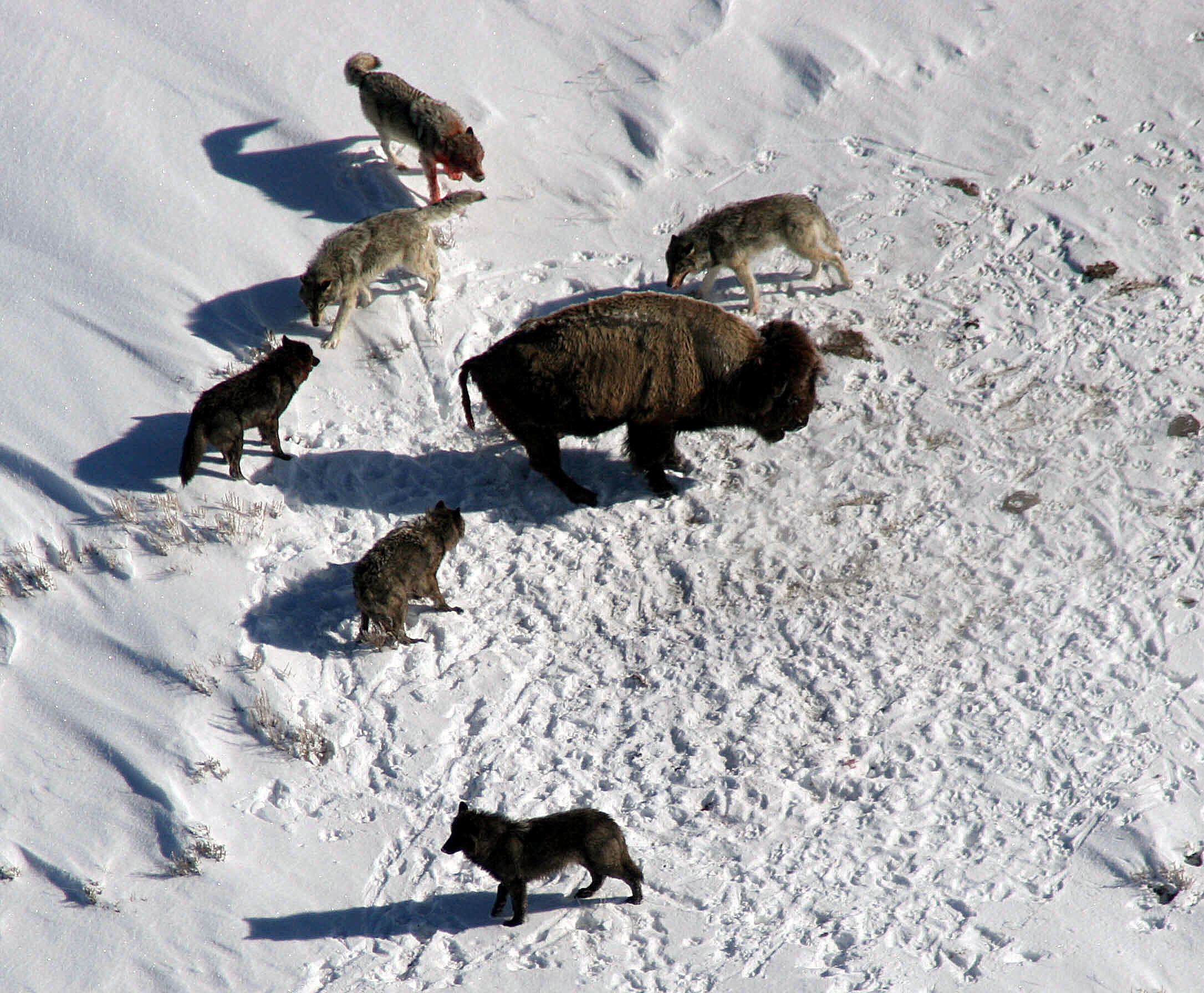 Wolves surround a bison in the snow.